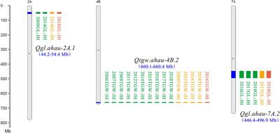 Identification and Validation of New Stable QTLs for Grain Weight and Size by Multiple Mapping Models in Common Wheat